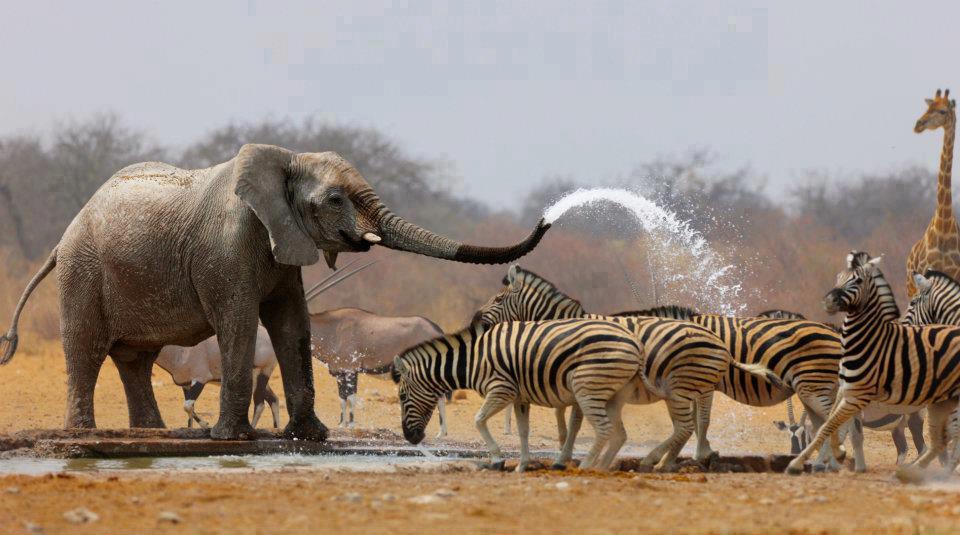 thegingerinleeds:  This Is Africa 