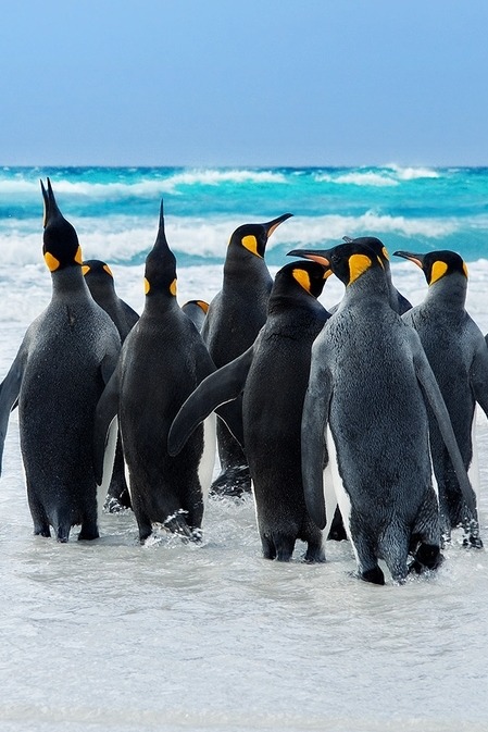 Sex 0ce4n-g0d:  King Penguins | Ben Goode  pictures