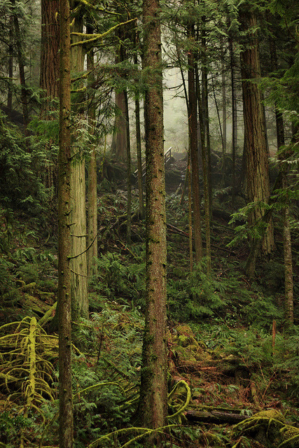 Trees in the forest by Queenie-v on Flickr.