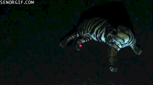 carlosvlstr:  A collection of animals chasing laser pointers, featuring…