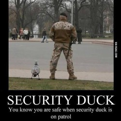 9gag:  Security duck reporting for duty! 