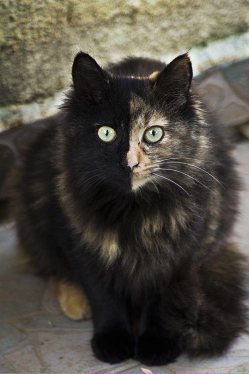 This has been a chimera cat appreciation post!!!