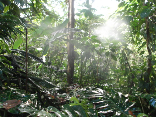 katelovesturtles:  Shot taken in the beautiful rain-forests of Costa Rica. 