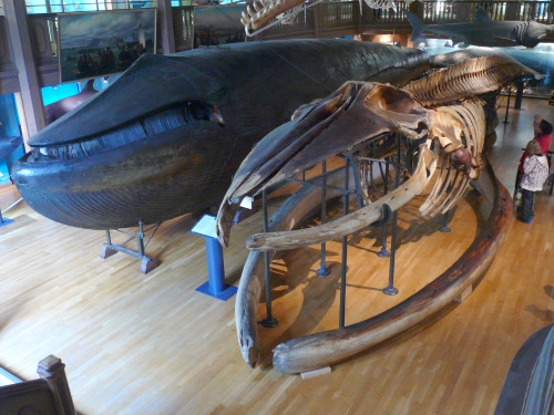 thebrainscoop:Malm Whale It has been brought to my attention that there actually has been a young bl