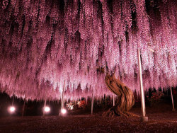 hello-sexy-tight-pussy-lady:  sexyray1982:  littlelimpstiff14u2:    This 144-Year-Old Wisteria In Japan Looks Like A Pink Sky   These stunning photographs, which look like a glorious late evening sky with dashes of pink and purple, are actually pictures