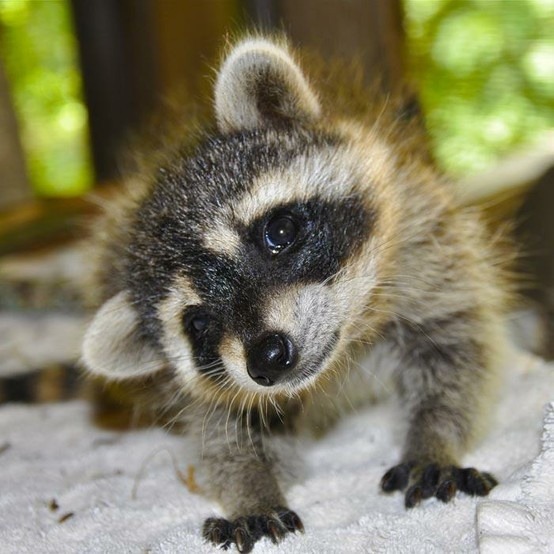 elfentau:  ~* Baby Raccoon *~ 