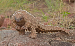 stunningpicture:  This is the African Pangolin