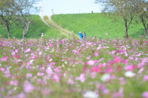 宮ノ下コスモス公苑2019台風の影響で倒れながらもきれいな花を咲かせておりました。