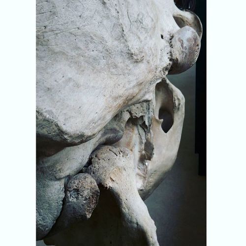 #asthetic of #decay #asianelephant #skull #elephasmaximus #phyletischesmuseum (hier: Phyletisches Mu