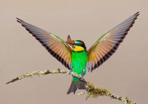 trashzy:European Bee Eater