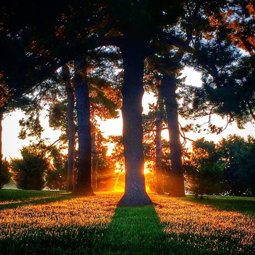 sunrise (with trees) (at Loose Park (Jacob L Loose Park))