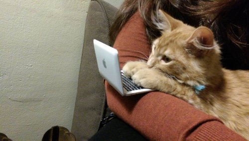 fantasticcatadventures:  clicky clacky