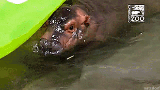 thenatsdorf:Baby hippo goes for her first swim in the zoo’s adult hippo pool. [full video]