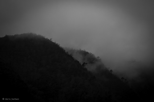 skadario:  Pines - Black & Fog