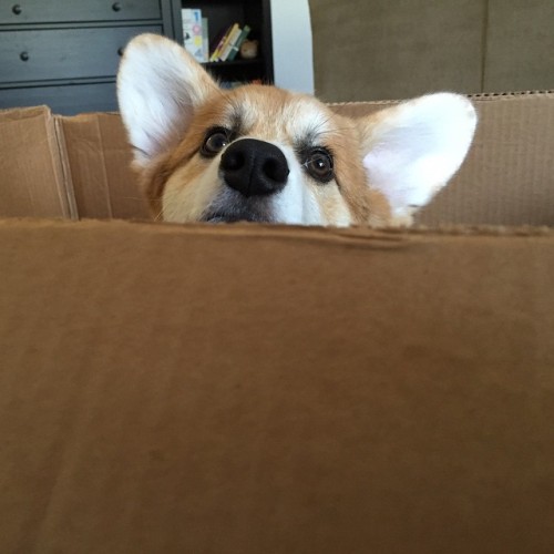 Corgi in a box!#Drewbert #corgi #corgiaddict #corgicommunity #dogsofinstagram #corgisofinstagram #we