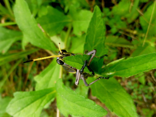 Horse lubber grasshopper (Taeniopoda eques) by zoo-logic taeniola (n) - small ribbon,