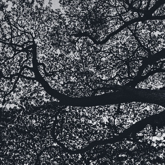 #Tree 🌲 #Branches 🌿 #Leaves #Silhouette #BlackAndWhite #VSCOcam #Nexus5 #HDR+ (at Basavanagudi)