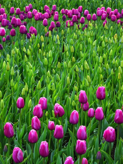 justemoinue2: Purple