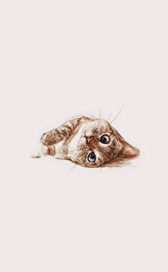 itzelguzman98:Cat_pug