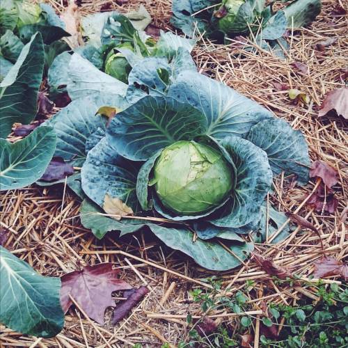 Eh, che cavolo! #ptitzelda2016 #ptitzelda2016day20  . #latergram #cabbage #momentsofmine #myeveryday