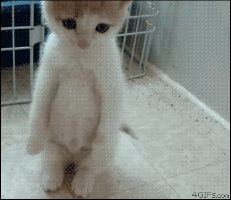 Facebook vs Tumblr Cat edition