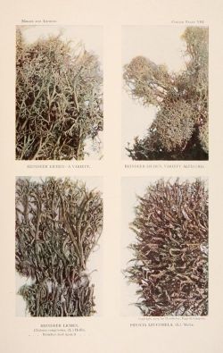 nemfrog:  Plate VIII. Varieties of lichen. Mosses