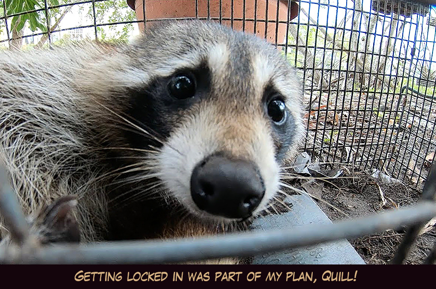 tangathcat: rocket-roquill-raccoon:  Rocket just wanted to be alone with you for