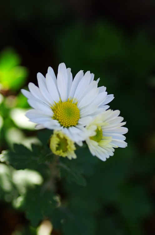 uyamt:菊（きく）Chrysanthemum