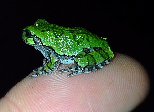 This is a gray tree frog I found at my girlfriend&rsquo;s house. Their color can vary from black