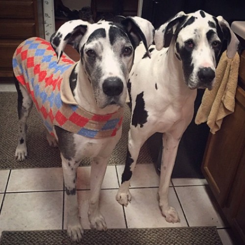 Dog sweater or not, these @spottedangels are just #toocute! Tag your bFF in the comments if you agre