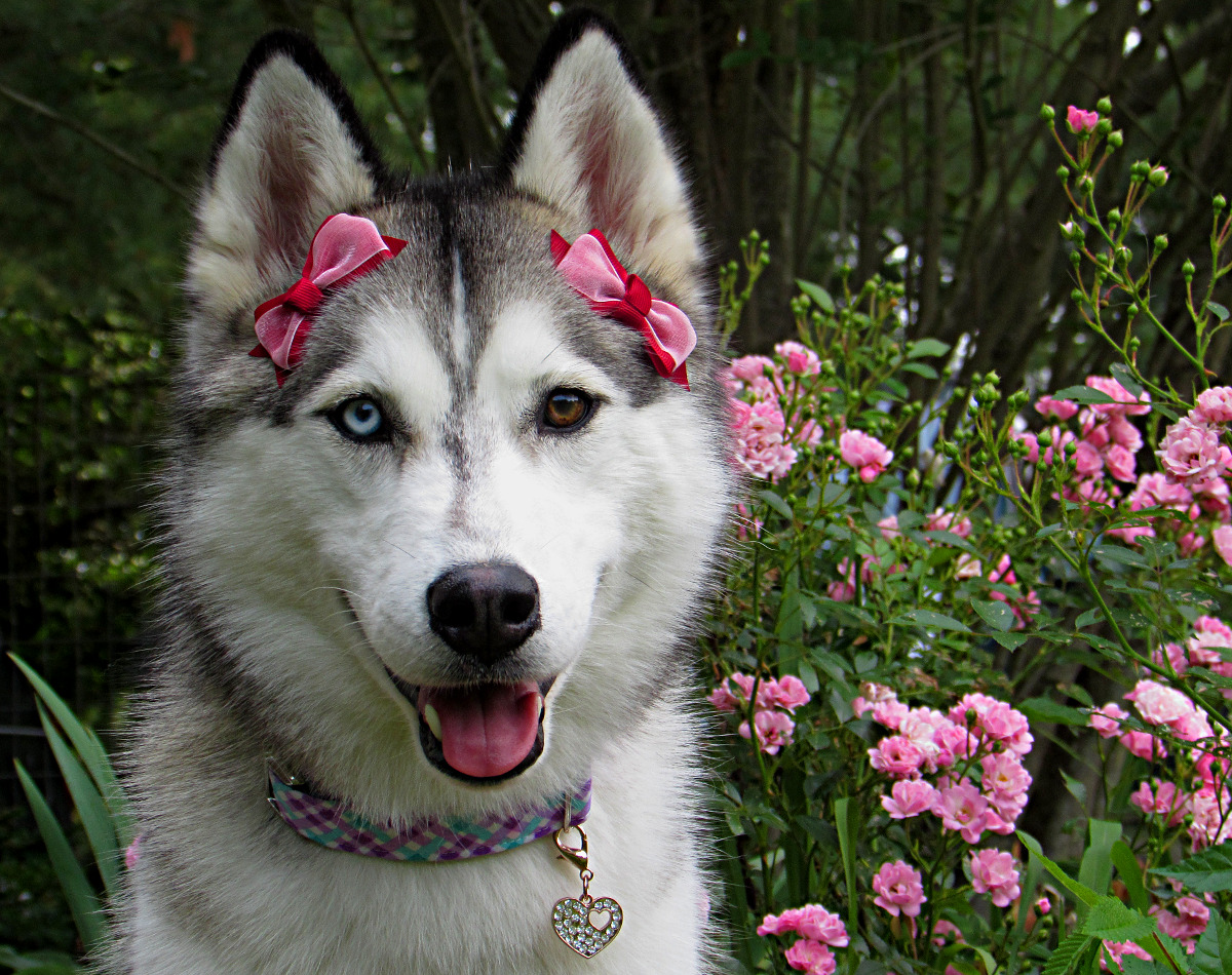 s-implysatisfied:  yukikazesiberians:  Older photo from last month, but I love how