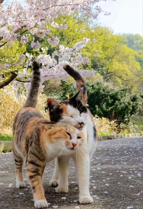 woowper:  daily–cats:  Relationship goals