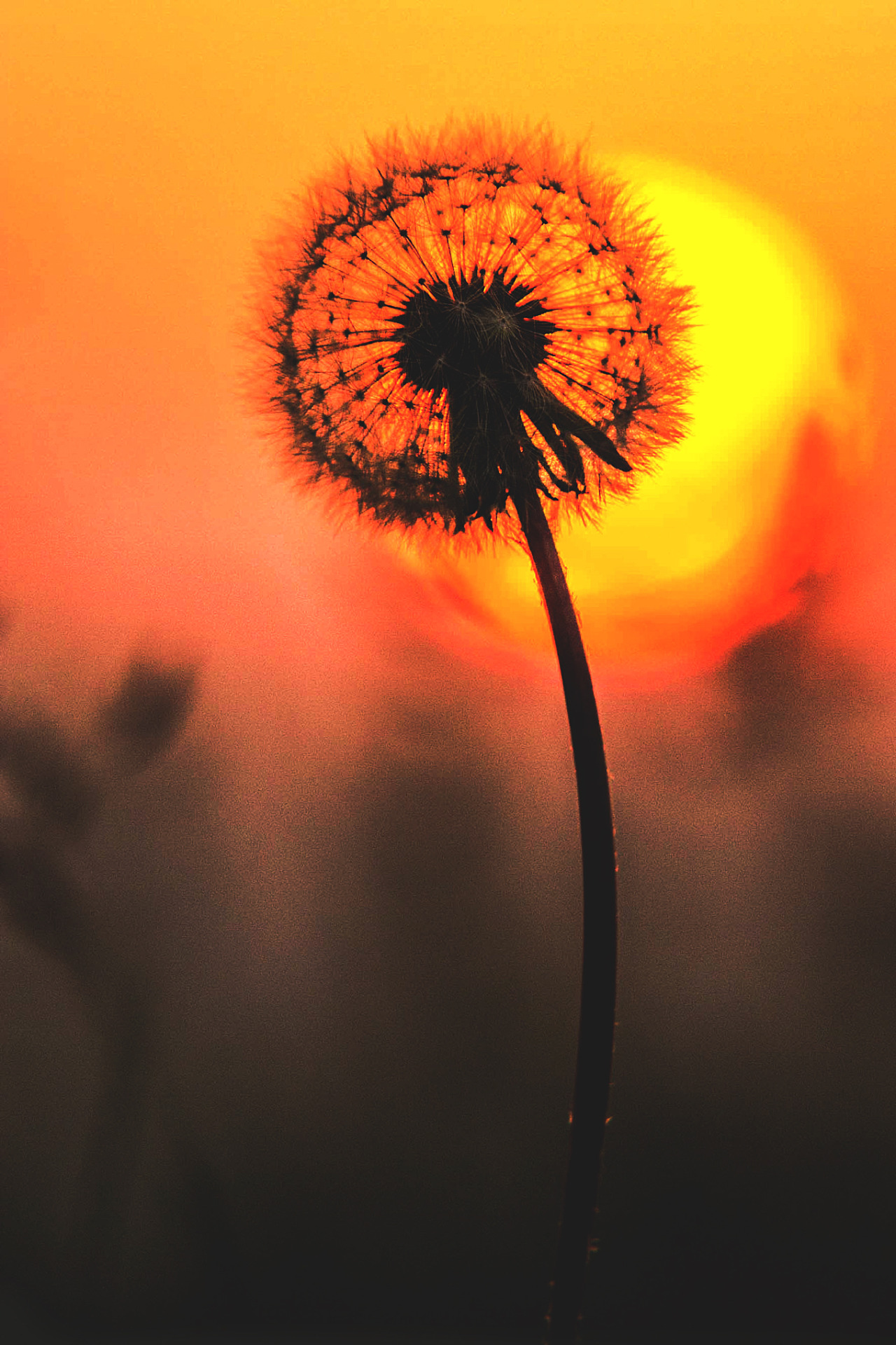 wavemotions:  Dandelion