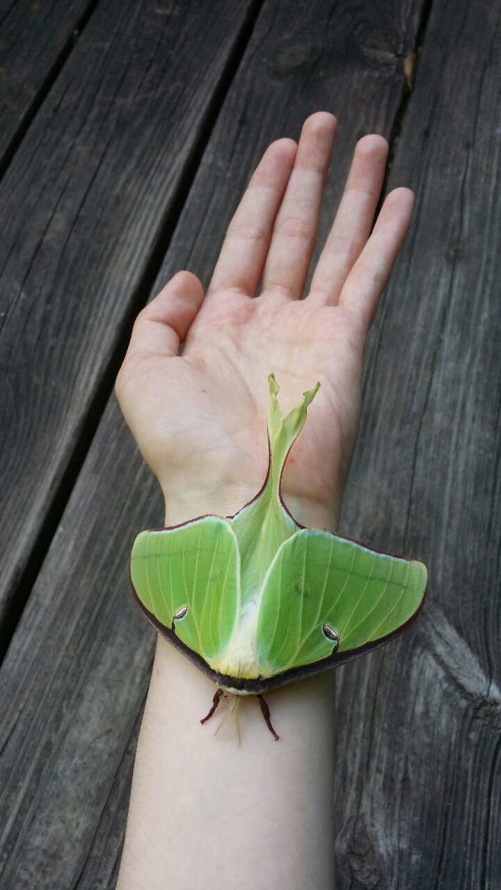 thalnos:  Found a Luna moth that seems to have just recently emerged from its cocoon.