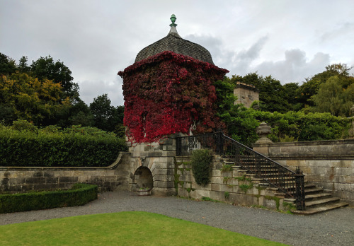 regnum-plantae: Parthenocissus tricuspidata, Vitaceae If you walk in the gardens of Pollock House du