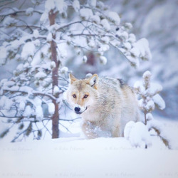 wolfsheart-blog:  Wolf by Niko Pekonen 