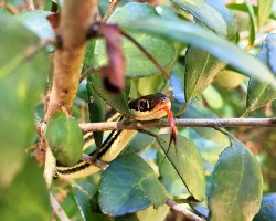 texasbackroad:Ribbon snake in the woods at