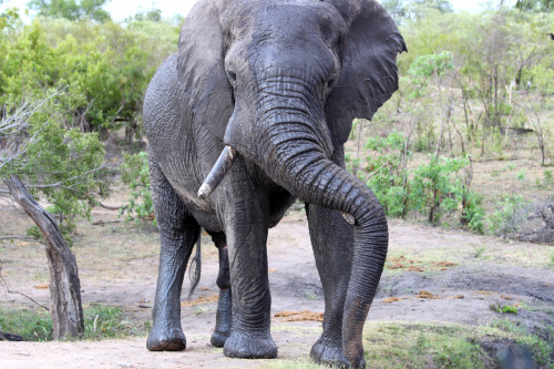 Charging Elephant