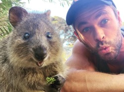 fancykraken:  Breaking news: Quokka native visited by a blonde bimbo