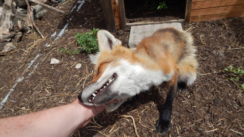 To earn the trust of a fox, an exotic but beloved little fox, is more then enough to melt the hearts