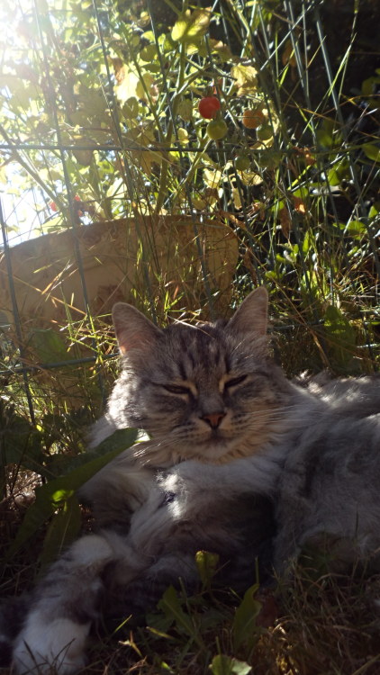 caughtbubbles: Sylph was looking gorgeous lying in the shade by the tomato plants. The lighting and 