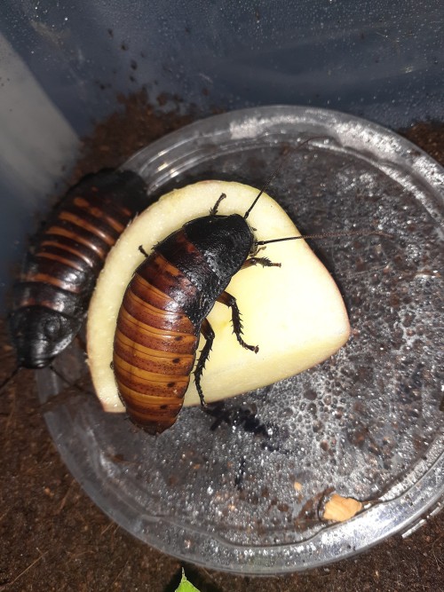 The Babies Need Their Apple Slices