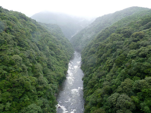 11-yakushima (44) by juan.risco