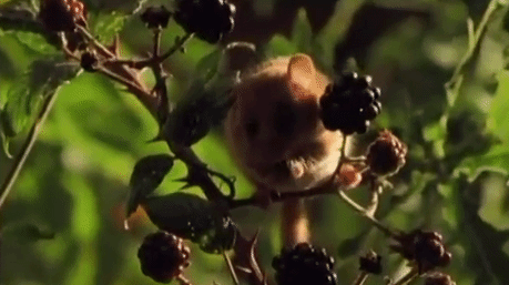 english-idylls:  Dormouse in Wildwood Park, Kent, England. 