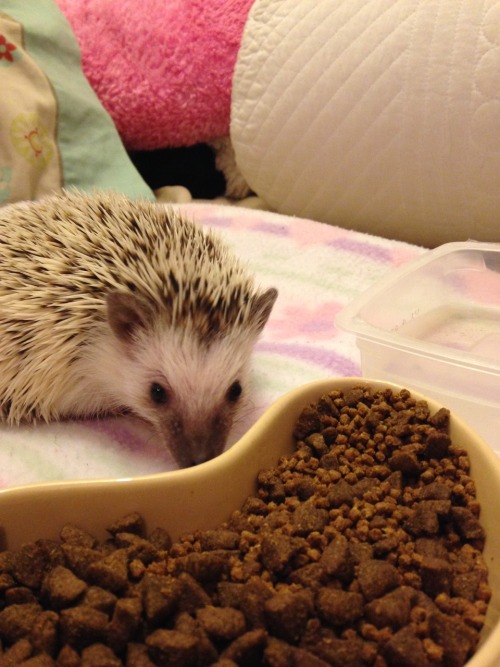 littlepipthehedgehog: Picture Spam