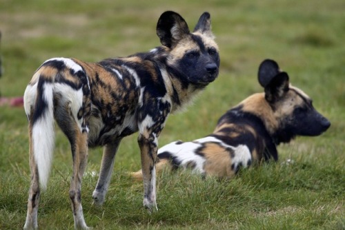 trilllizard666: ainawgsd:  ainawgsd: African Wild Dogs May was a really tough month to choose, so many cool animals! But African Wild Dogs are probably my favorite animal, so they won out!  i remember these fuckers from every time they tried to rip my