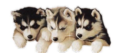 Huskies