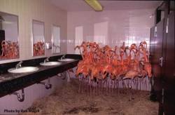 shrrrr1mp:  wordcubed:  coolthingoftheday:    Flamingos huddled together in the bathroom at Miami Zoo during Hurricane Andrew on August 24, 1992.    This is also the context for that other surreal picture of birds in a bathroom floating around on Tumblr: