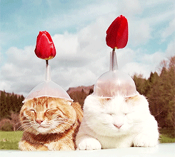 kittycatdaily:   [x]  
