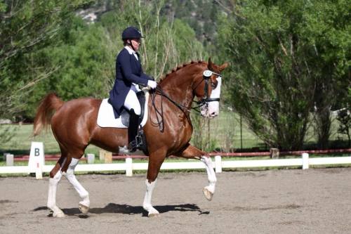 all-the-horses: Deja VuIjsselmeer x UalaniDutch Warmblood, MareBorn 2007